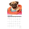 image Just Pug Puppies 2024 Wall Calendar Interior Image width=&quot;1000&quot; height=&quot;1000&quot;