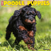 image Just Poodle Puppies 2024 Wall Calendar Main Image width=&quot;1000&quot; height=&quot;1000&quot;