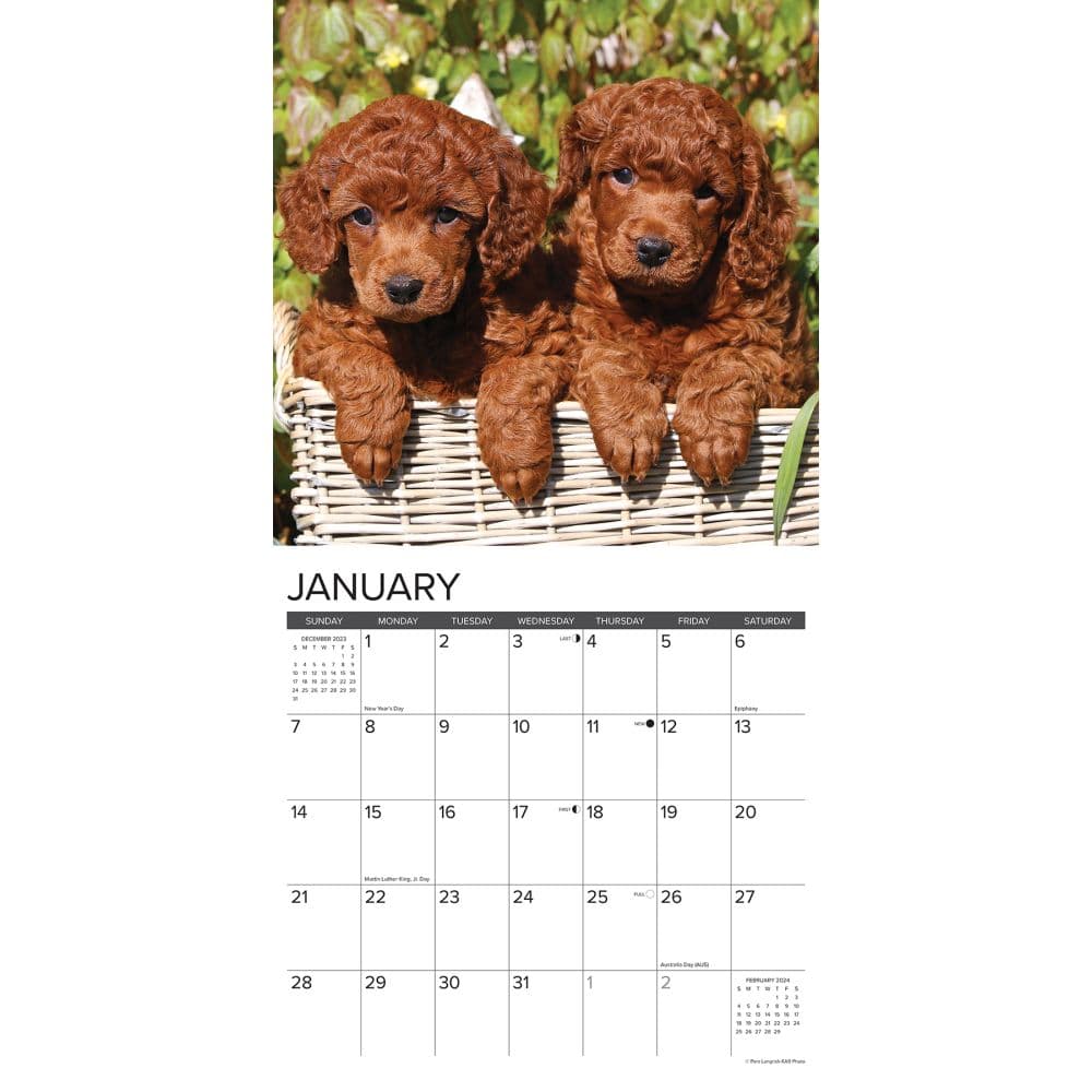 Just Poodle Puppies 2024 Wall Calendar