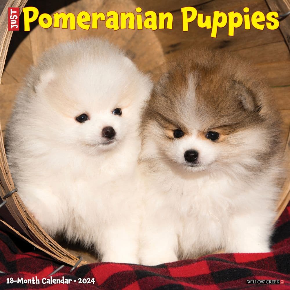 Just Pomeranian Puppies 2024 Wall Calendar