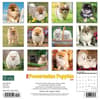 image Just Pomeranian Puppies 2024 Wall Calendar Back of Calendar width=&quot;1000&quot; height=&quot;1000&quot;