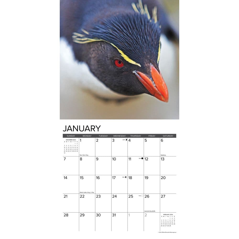 Penguins 2024 Wall Calendar