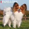 image Just Papillons 2024 Wall Calendar Main Image width=&quot;1000&quot; height=&quot;1000&quot;