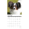 image Just Papillons 2024 Wall Calendar Interior Image width=&quot;1000&quot; height=&quot;1000&quot;