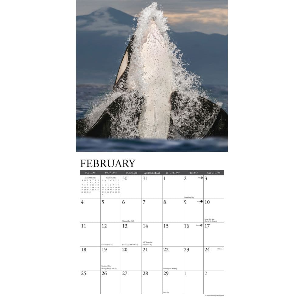 Orcas 2024 Wall Calendar Interior Image width=&quot;1000&quot; height=&quot;1000&quot;