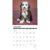 image Just Old English Sheepdogs 2024 Wall Calendar Interior Image width=&quot;1000&quot; height=&quot;1000&quot;