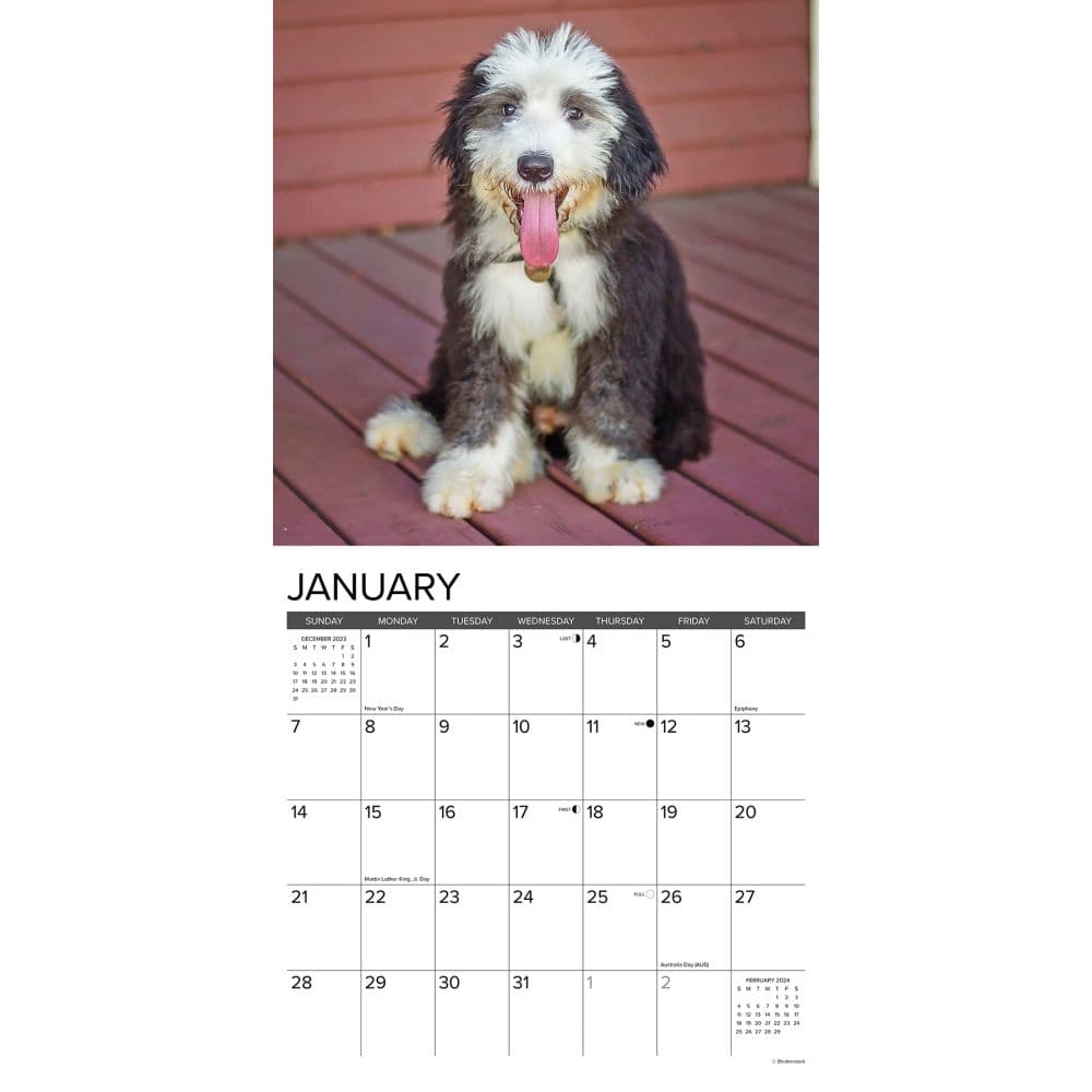 Just Old English Sheepdogs 2024 Wall Calendar Interior Image width=&quot;1000&quot; height=&quot;1000&quot;