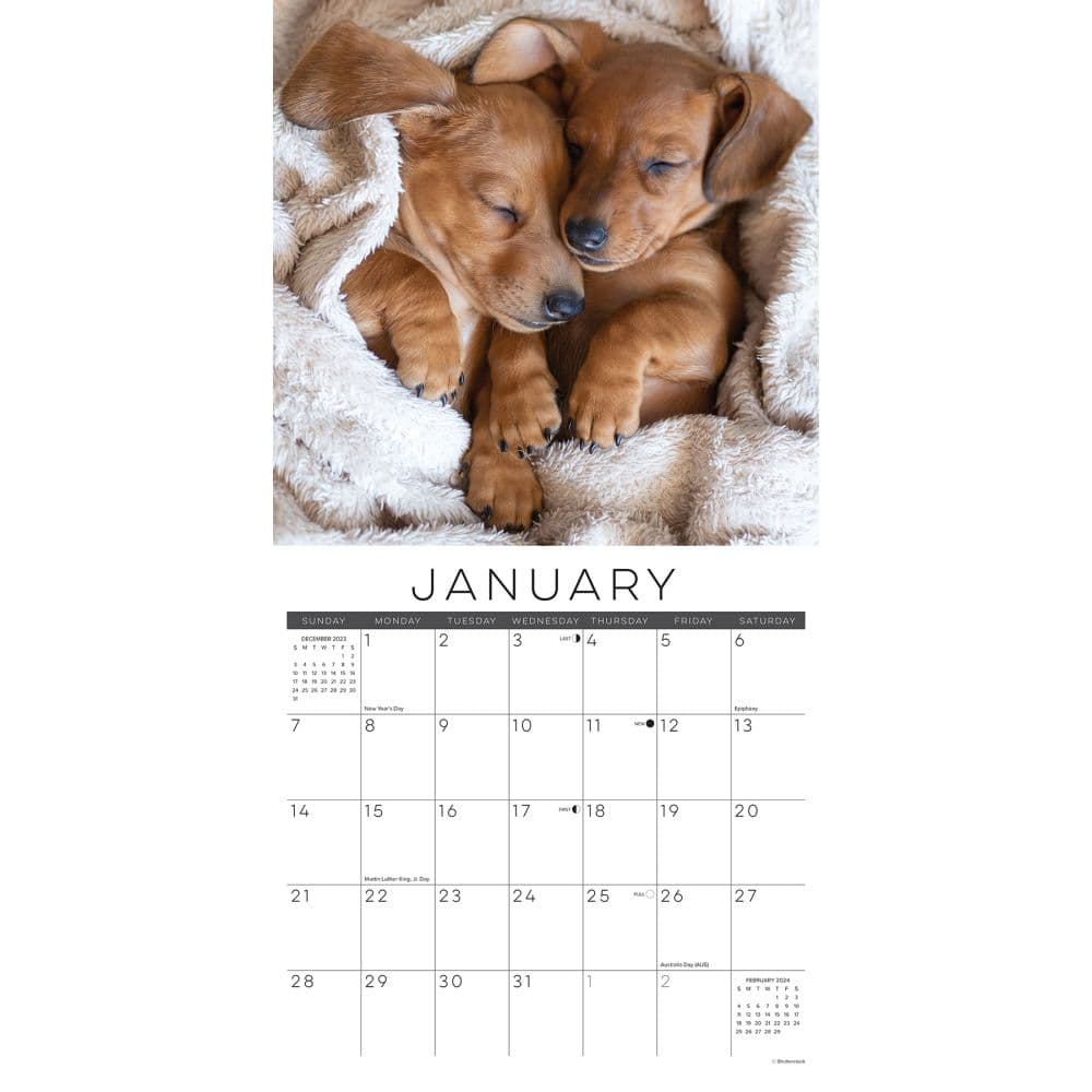 Dog Naps 2024 Wall Calendar Interior Image width=&quot;1000&quot; height=&quot;1000&quot;