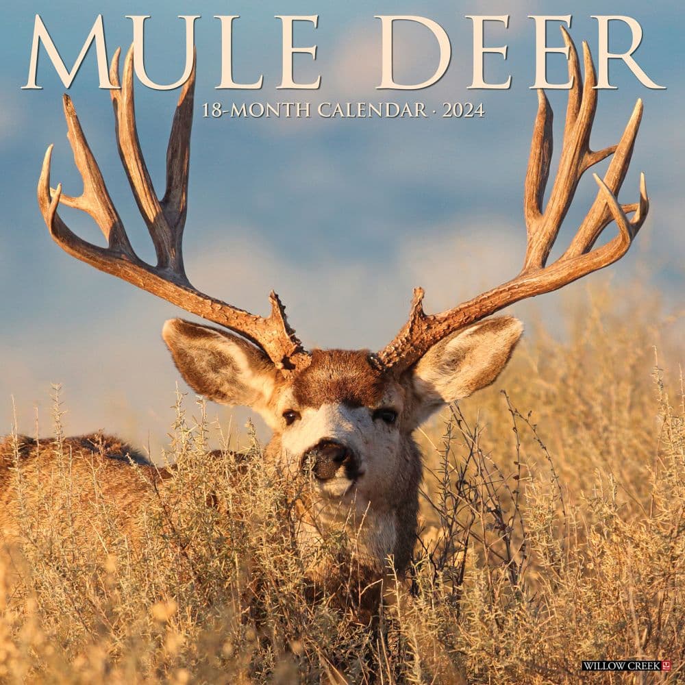 Mule Deer 2024 Wall Calendar Main Image width=&quot;1000&quot; height=&quot;1000&quot;