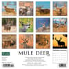 image Mule Deer 2024 Wall Calendar Back of Calendar width=&quot;1000&quot; height=&quot;1000&quot;