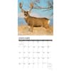 image Mule Deer 2024 Wall Calendar Interior Image width=&quot;1000&quot; height=&quot;1000&quot;
