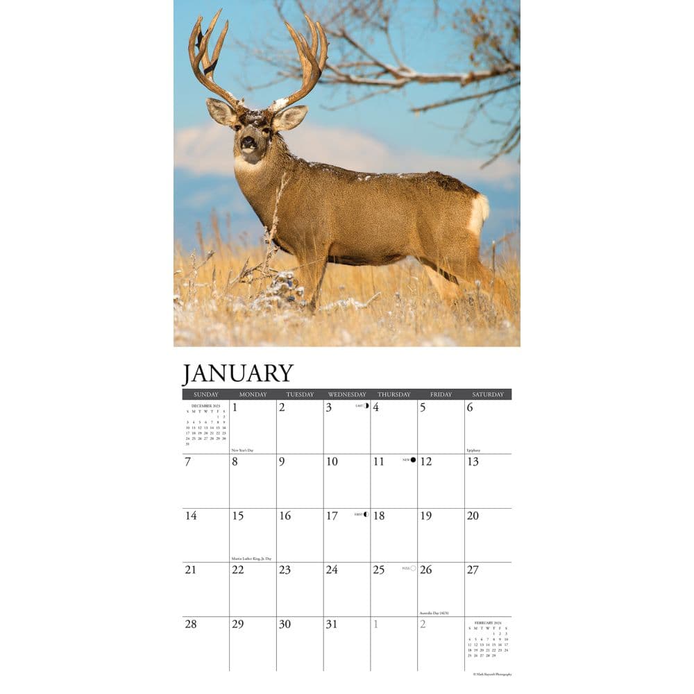Mule Deer 2024 Wall Calendar Interior Image width=&quot;1000&quot; height=&quot;1000&quot;