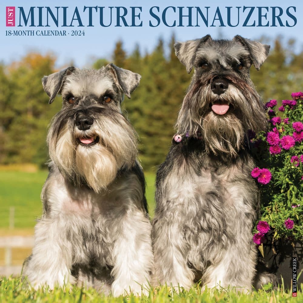 Just Miniature Schnauzers 2024 Wall Calendar - Calendars.com Just Miniature Schnauzers 2024 Wall Calendar - Calendars.com