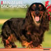 image Just Miniature Dachshunds 2024 Wall Calendar Main Image width=&quot;1000&quot; height=&quot;1000&quot;