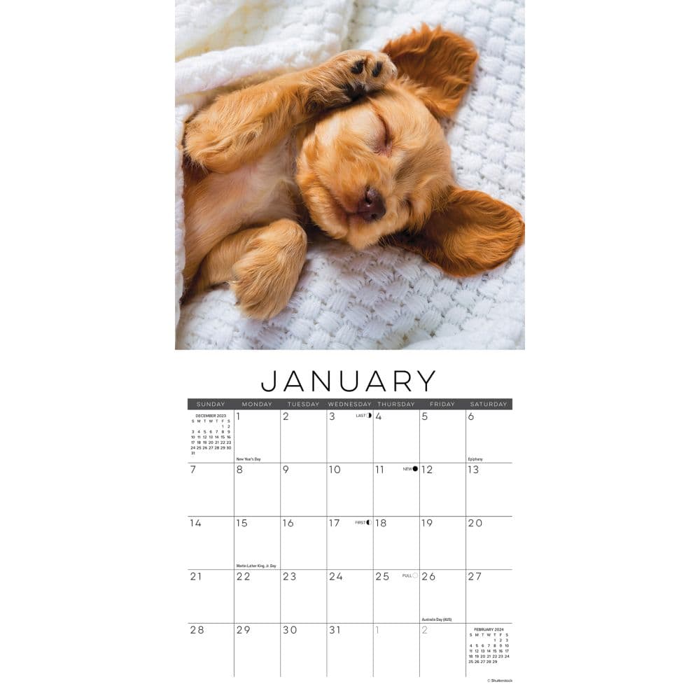 Naptime Dogs 2024 Mini Wall Calendar Interior Image width=&quot;1000&quot; height=&quot;1000&quot;