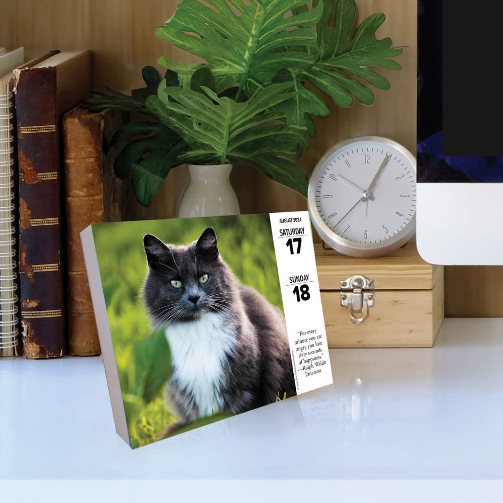 Cats 2024 Desk Calendar Flat Lay Image width=&quot;1000&quot; height=&quot;1000&quot;