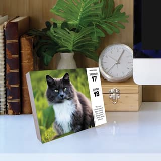 Willow Creek Press Cats 2024 Box Calendar, 38680