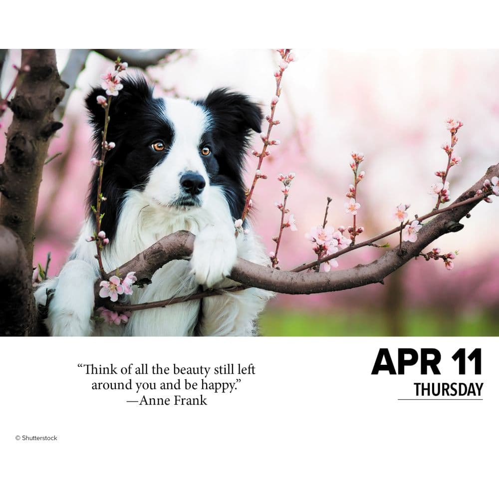 What Dogs Teach Us 2024 Desk Calendar Interior Image width=&quot;1000&quot; height=&quot;1000&quot;
