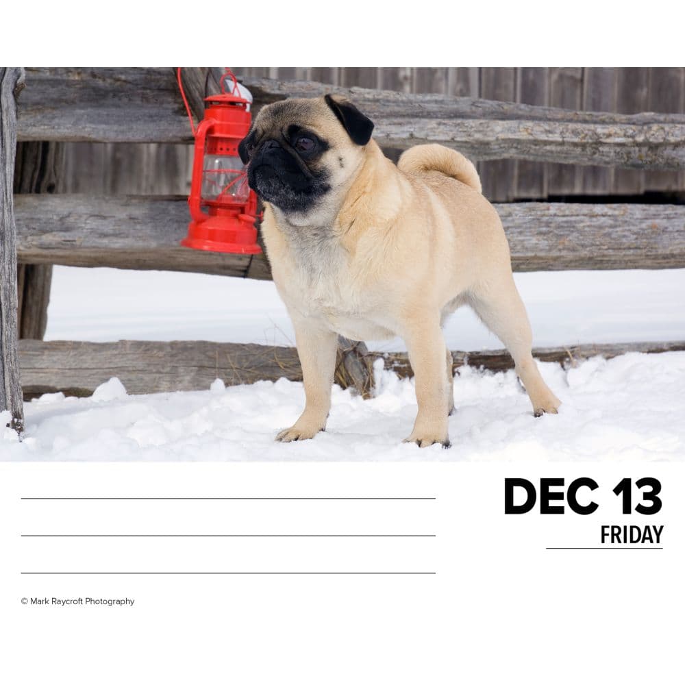 Just Pugs 2024 Desk Calendar - Calendars.com