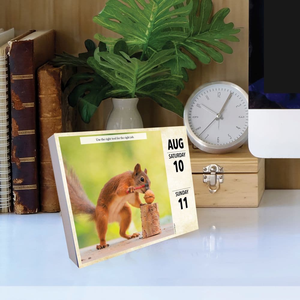 Getting Squirrelly 2024 Desk Calendar Flat Lay Image width=&quot;1000&quot; height=&quot;1000&quot;
