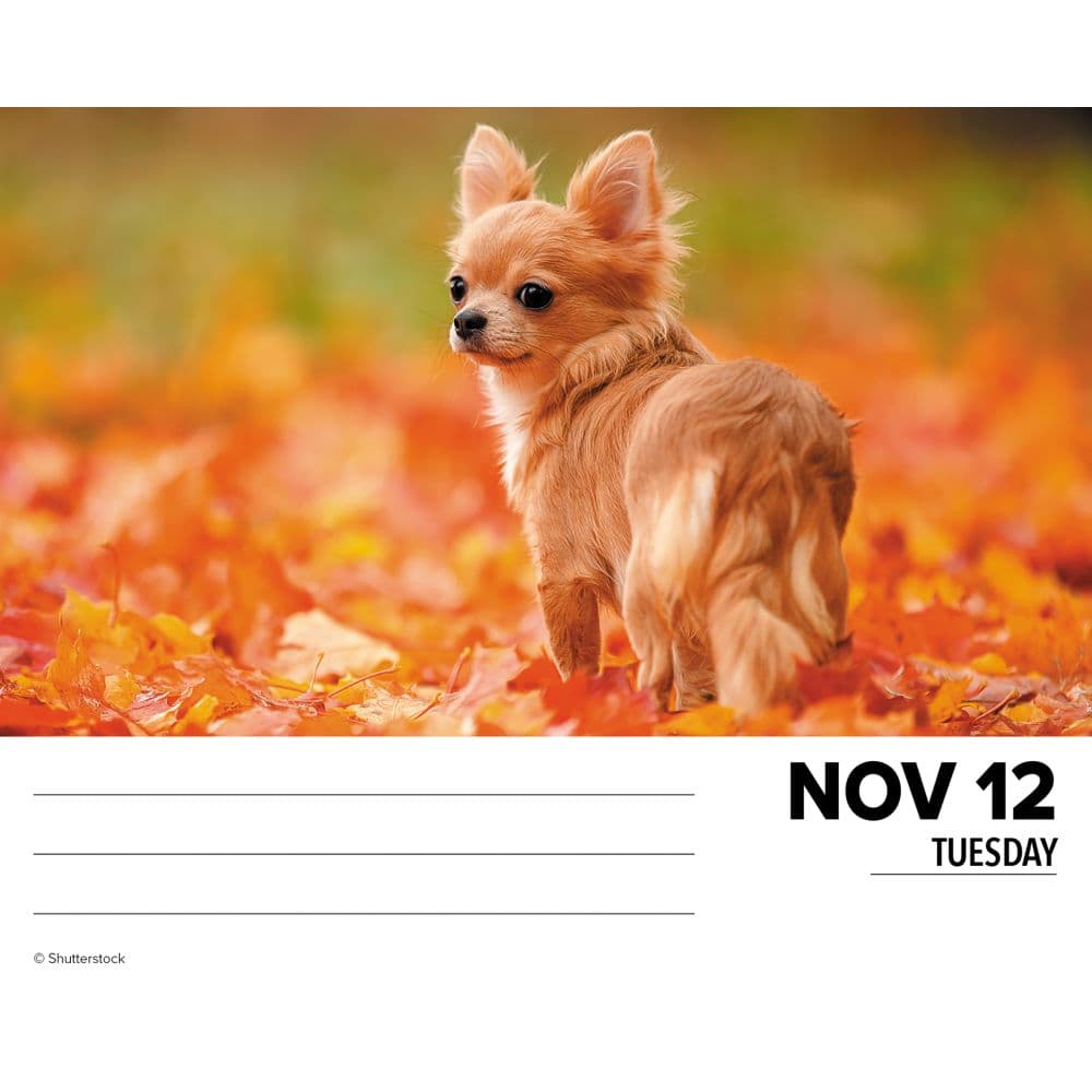 Just Chihuahuas 2024 Desk Calendar