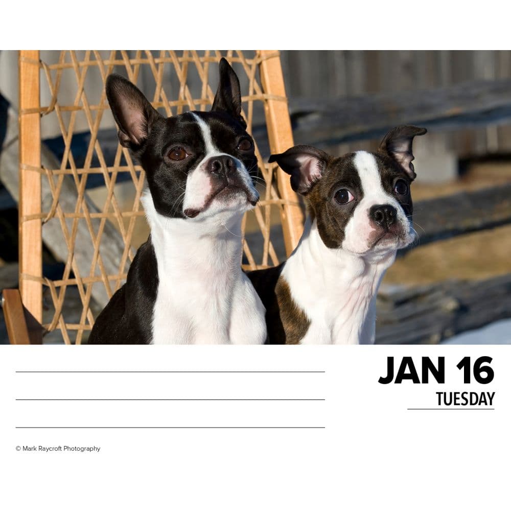 Just Boston Terriers 2025 Desk Calendar