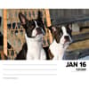 image Boston Terriers Just 2024 Desk Calendar Interior Image width=&quot;1000&quot; height=&quot;1000&quot;