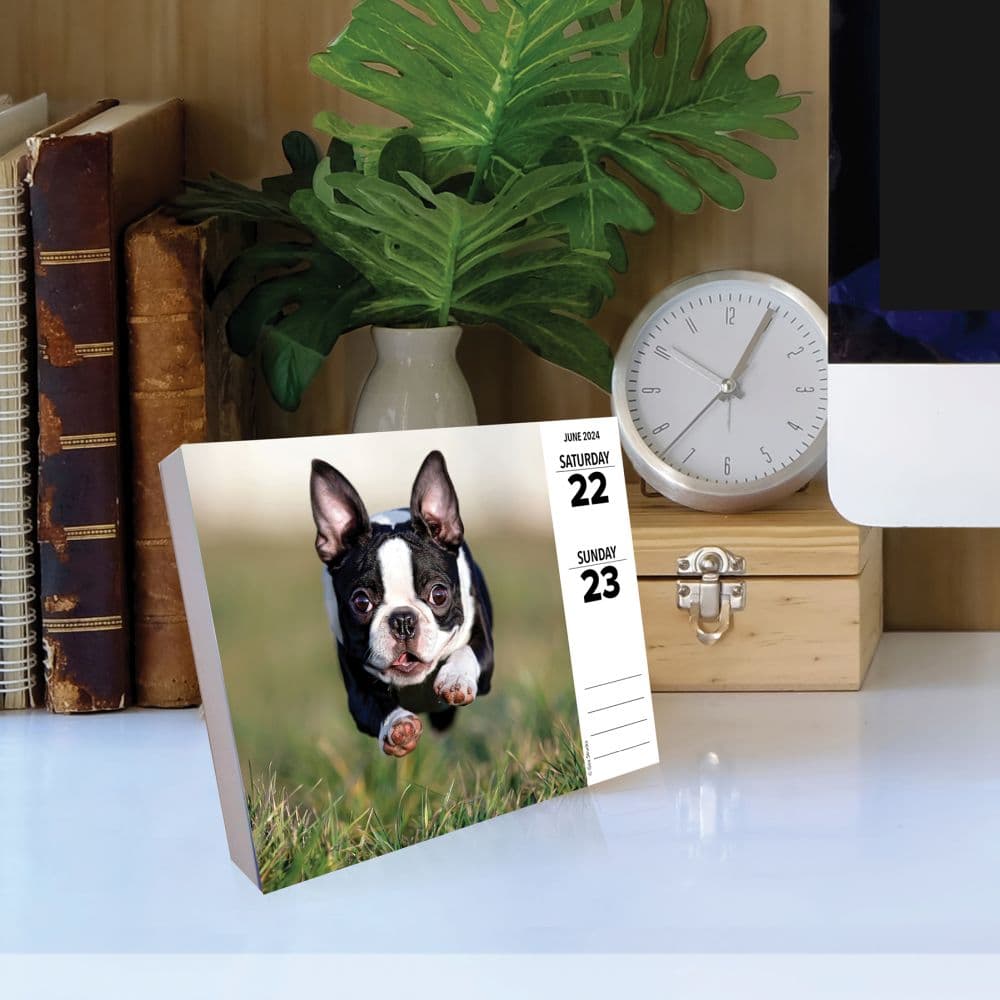 Boston Terriers Just 2024 Desk Calendar Flat Lay Image width=&quot;1000&quot; height=&quot;1000&quot;