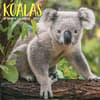 image Koala Bears 2024 Mini Wall Calendar Main Image width=&quot;1000&quot; height=&quot;1000&quot;