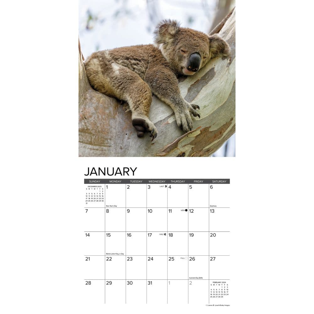 Koala Bears 2024 Mini Wall Calendar Interior Image width=&quot;1000&quot; height=&quot;1000&quot;