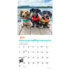 image Crusoe the Celebrity Dachshund 2024 Mini Wall Calendar Interior Image width=&quot;1000&quot; height=&quot;1000&quot;
