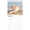 image Yellow Lab Retriever 2025 Wall Calendar Second Alternate Image width=&quot;1000&quot; height=&quot;1000&quot;