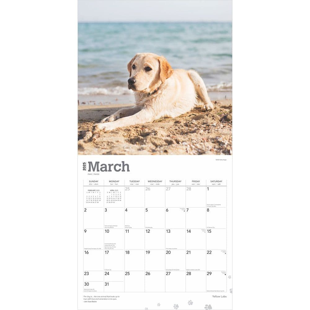 Yellow Lab Retriever 2025 Wall Calendar Second Alternate Image width=&quot;1000&quot; height=&quot;1000&quot;