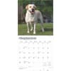 image Yellow Lab Retriever 2025 Wall Calendar Third Alternate Image width=&quot;1000&quot; height=&quot;1000&quot;