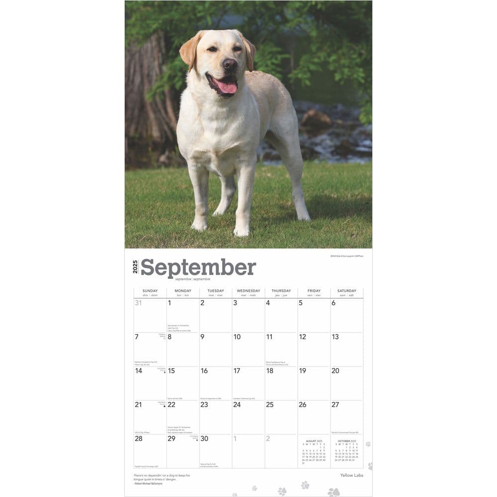 Yellow Lab Retriever 2025 Wall Calendar Third Alternate Image width=&quot;1000&quot; height=&quot;1000&quot;