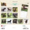 image Chocolate Lab Retriever 2025 Wall Calendar First Alternate Image width=&quot;1000&quot; height=&quot;1000&quot;