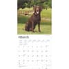 image Chocolate Lab Retriever 2025 Wall Calendar Second Alternate Image width=&quot;1000&quot; height=&quot;1000&quot;