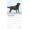 image Chocolate Lab Retriever 2025 Wall Calendar Third Alternate Image width=&quot;1000&quot; height=&quot;1000&quot;