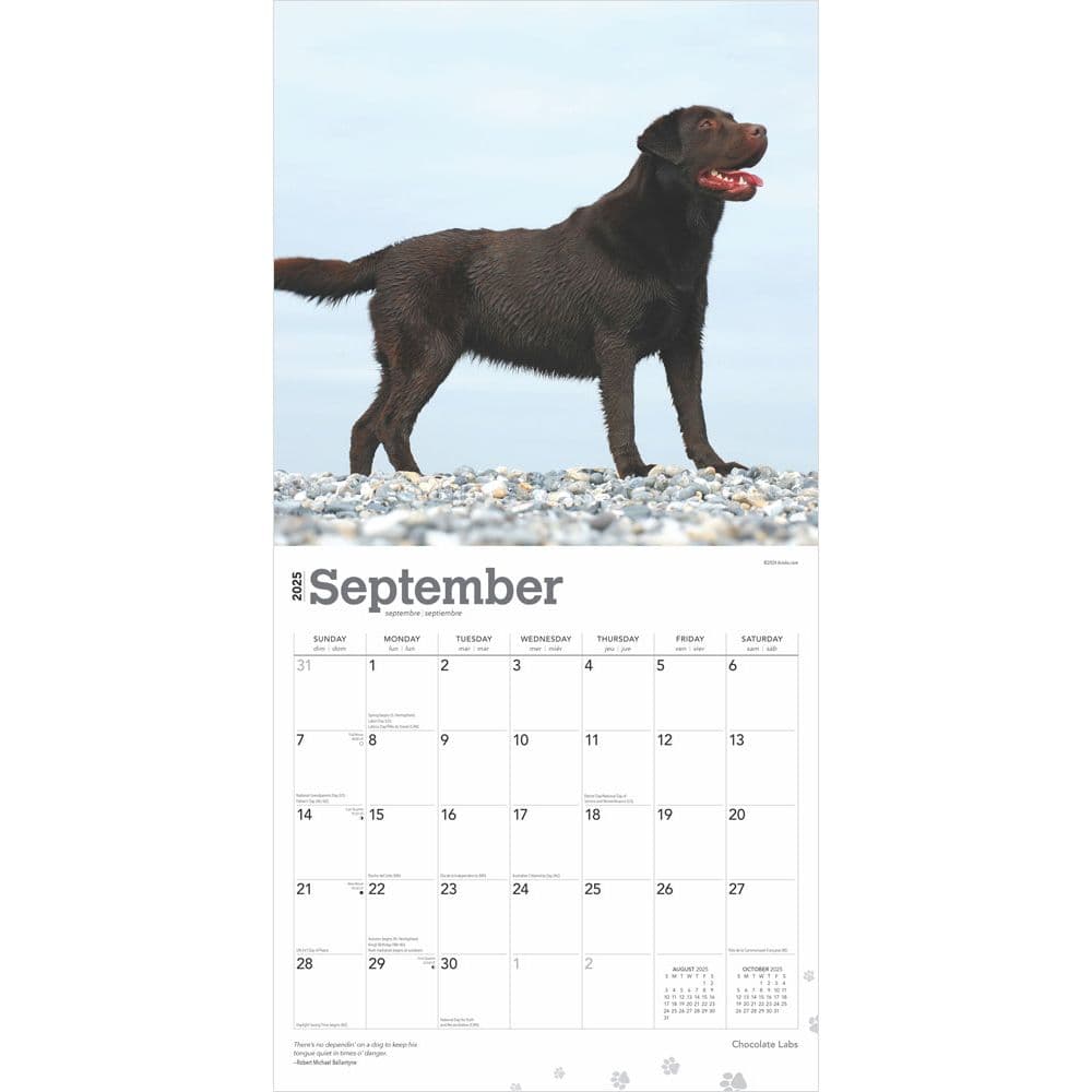 Chocolate Lab Retriever 2025 Wall Calendar Third Alternate Image width=&quot;1000&quot; height=&quot;1000&quot;