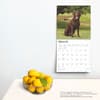 image Chocolate Lab Retriever 2025 Wall Calendar Fourth Alternate Image width=&quot;1000&quot; height=&quot;1000&quot;