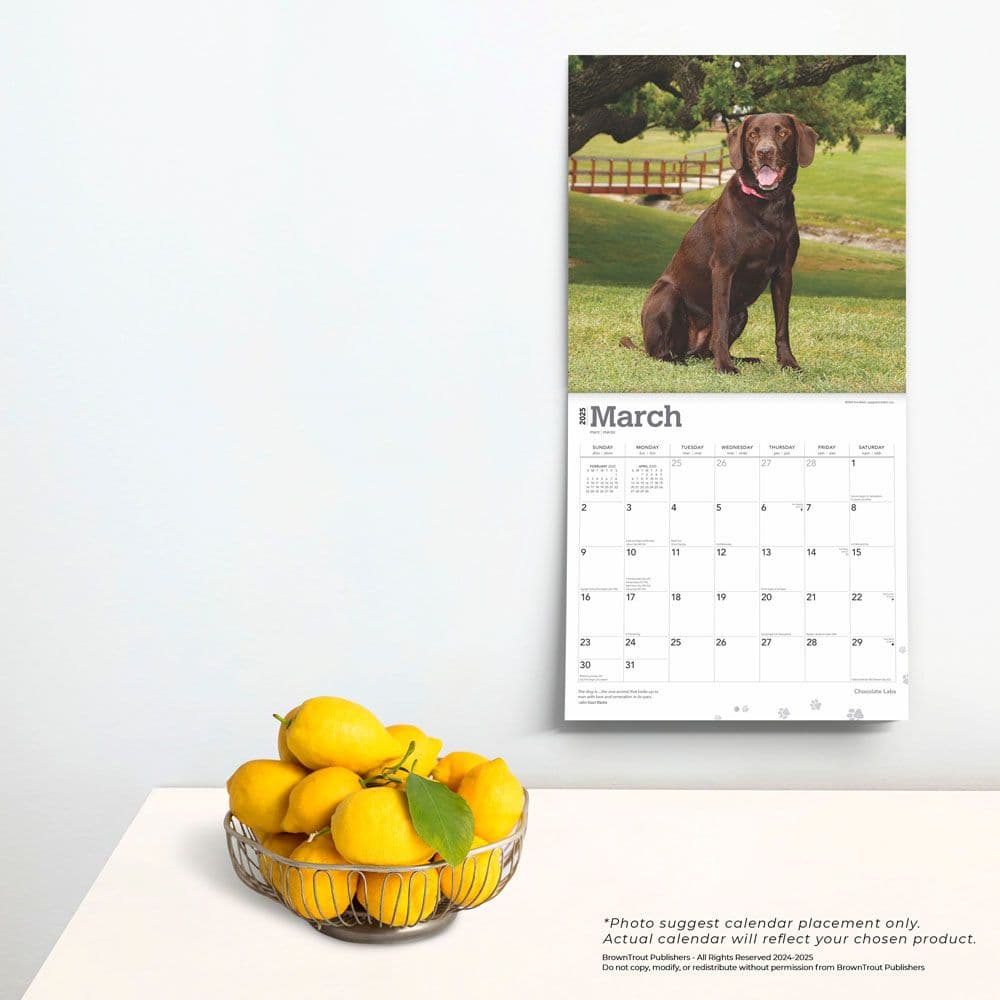 Chocolate Lab Retriever 2025 Wall Calendar Fourth Alternate Image width=&quot;1000&quot; height=&quot;1000&quot;