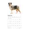 image Australian Shepherds 2025 Wall Calendar First Alternate Image width=&quot;1000&quot; height=&quot;1000&quot;