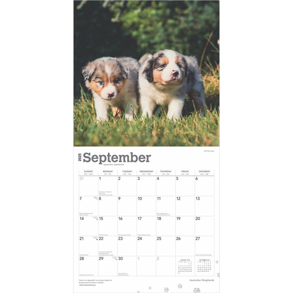 Australian Shepherds 2025 Wall Calendar Second Alternate Image width=&quot;1000&quot; height=&quot;1000&quot;