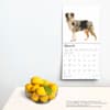 image Australian Shepherds 2025 Wall Calendar Third Alternate Image width=&quot;1000&quot; height=&quot;1000&quot;