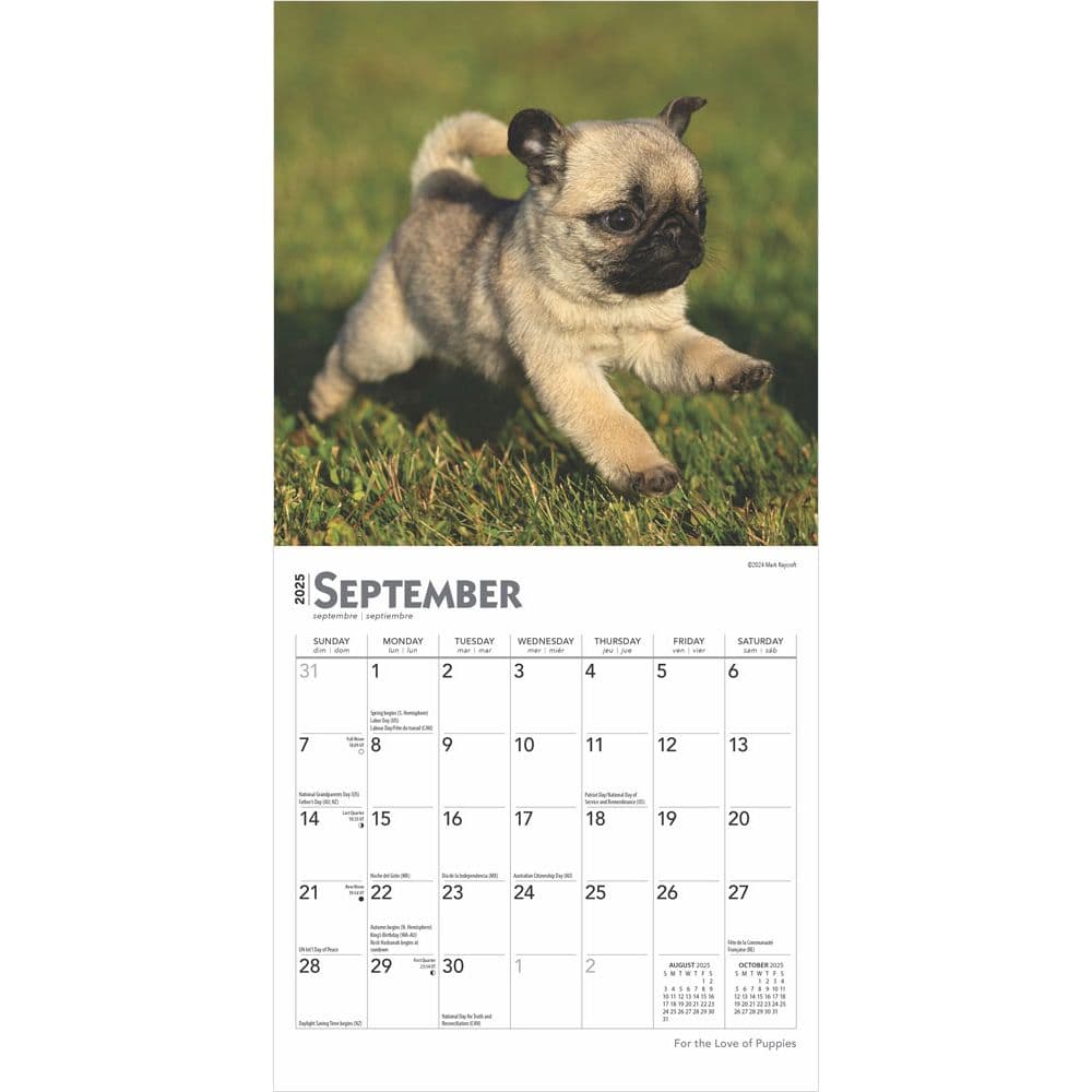 Puppies For the Love 2025 Mini Wall Calendar Third Alternate Image width=&quot;1000&quot; height=&quot;1000&quot;