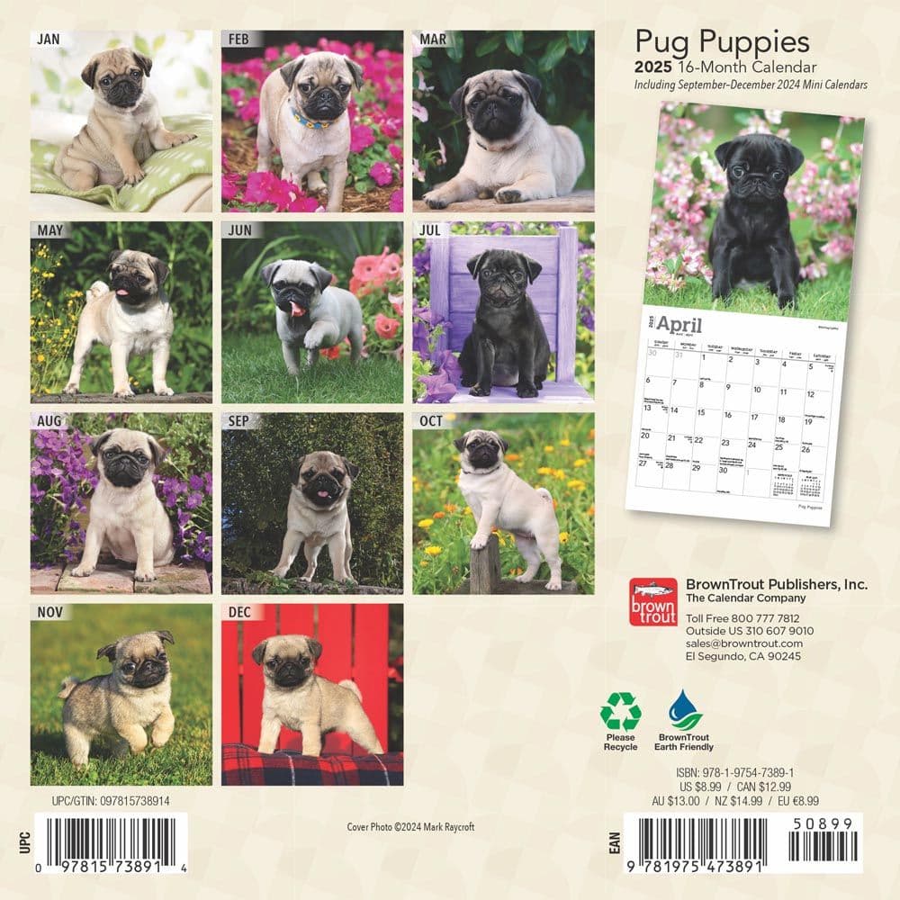 Pug Puppies 2025 Mini Wall Calendar First Alternate Image width=&quot;1000&quot; height=&quot;1000&quot;