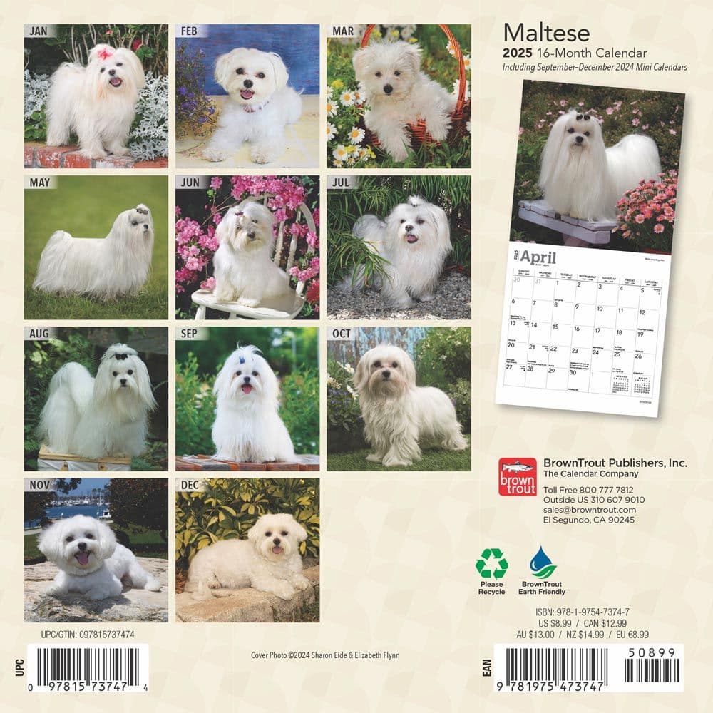 Maltese 2025 Mini Wall Calendar First Alternate Image width=&quot;1000&quot; height=&quot;1000&quot;