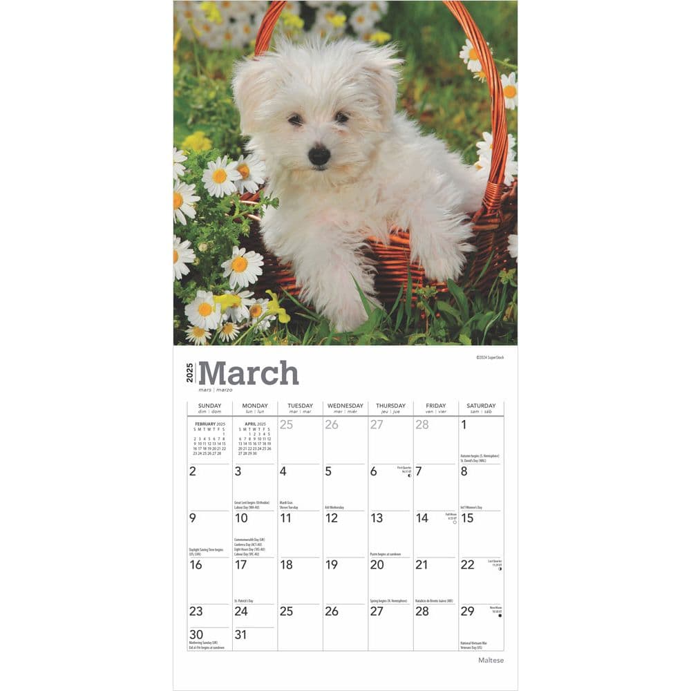 Maltese 2025 Mini Wall Calendar Second Alternate Image width=&quot;1000&quot; height=&quot;1000&quot;