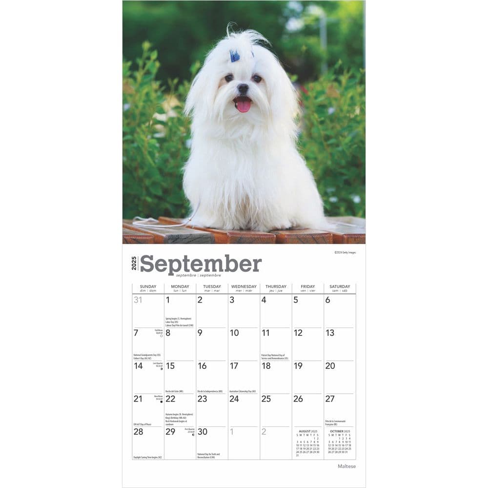 Maltese 2025 Mini Wall Calendar Third Alternate Image width=&quot;1000&quot; height=&quot;1000&quot;