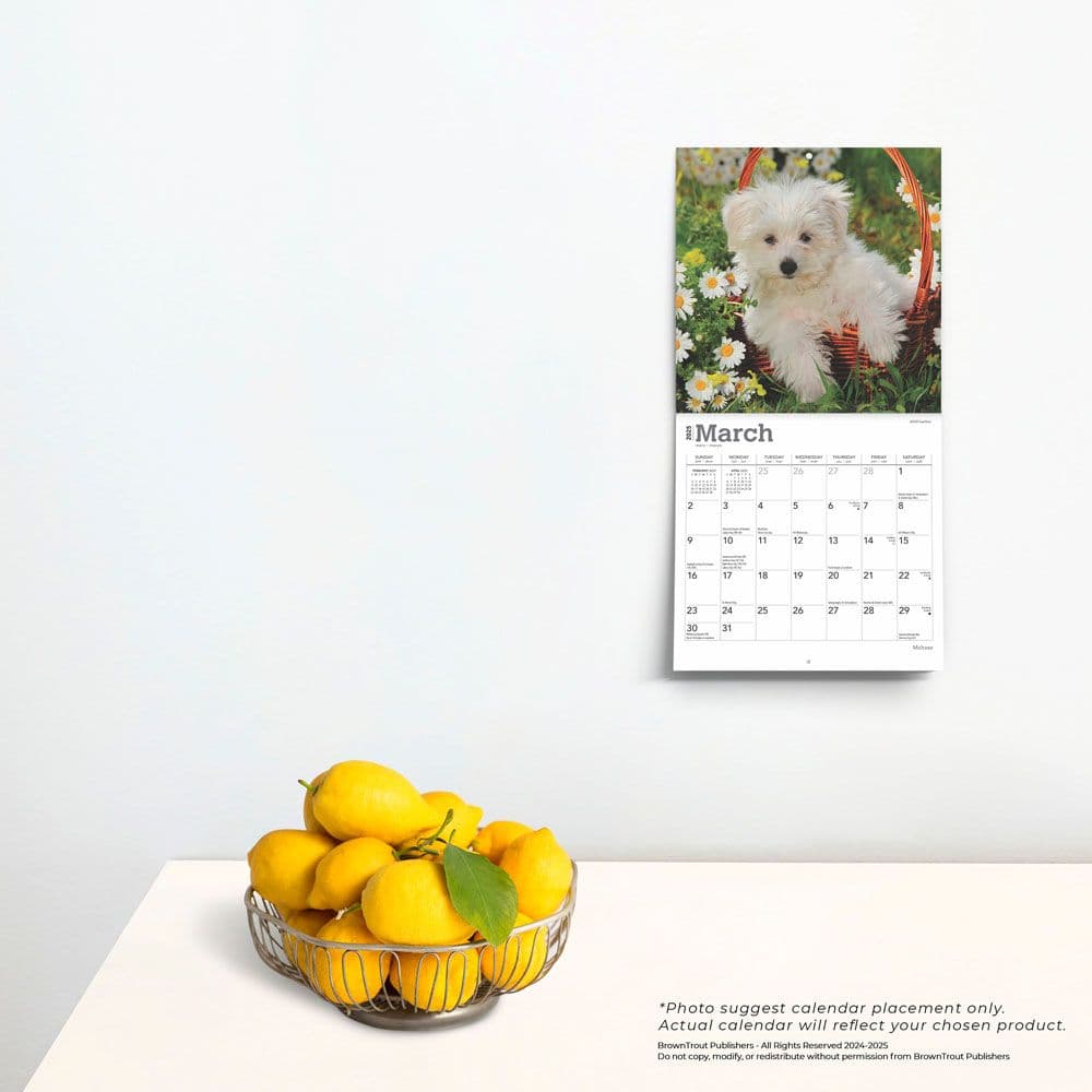 Maltese 2025 Mini Wall Calendar Fourth Alternate Image width=&quot;1000&quot; height=&quot;1000&quot;